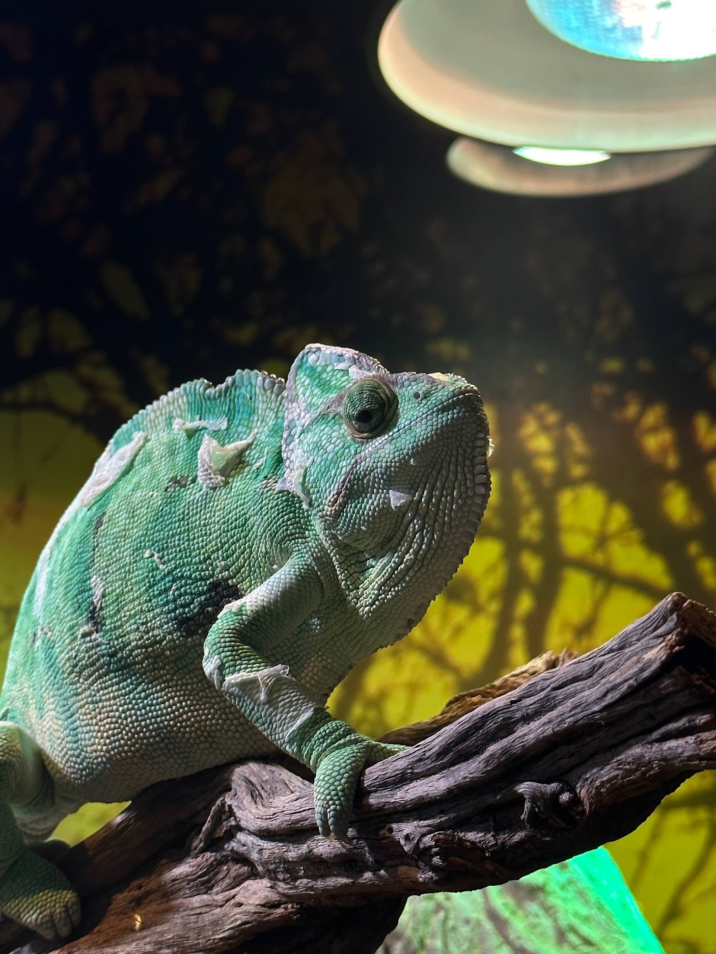 A Chameleon