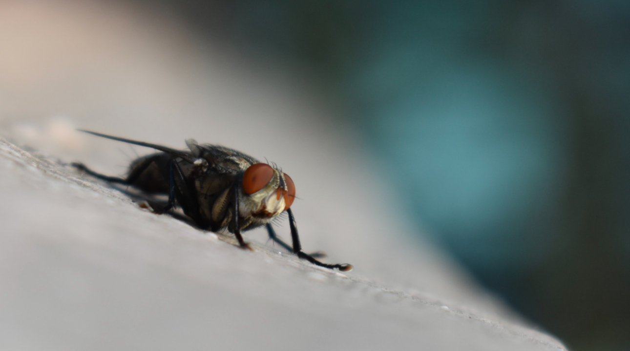 A Fly
