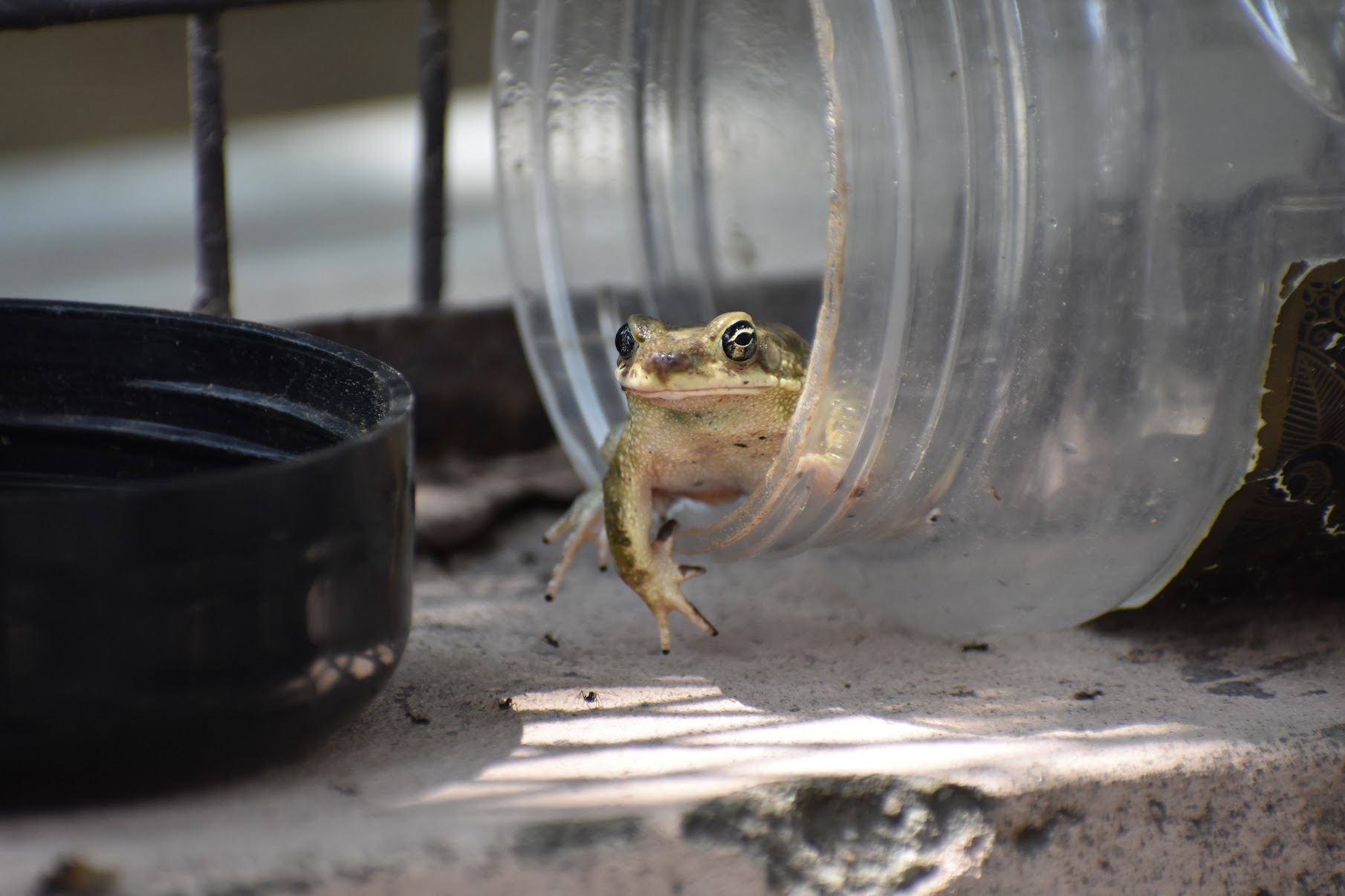 A Frog