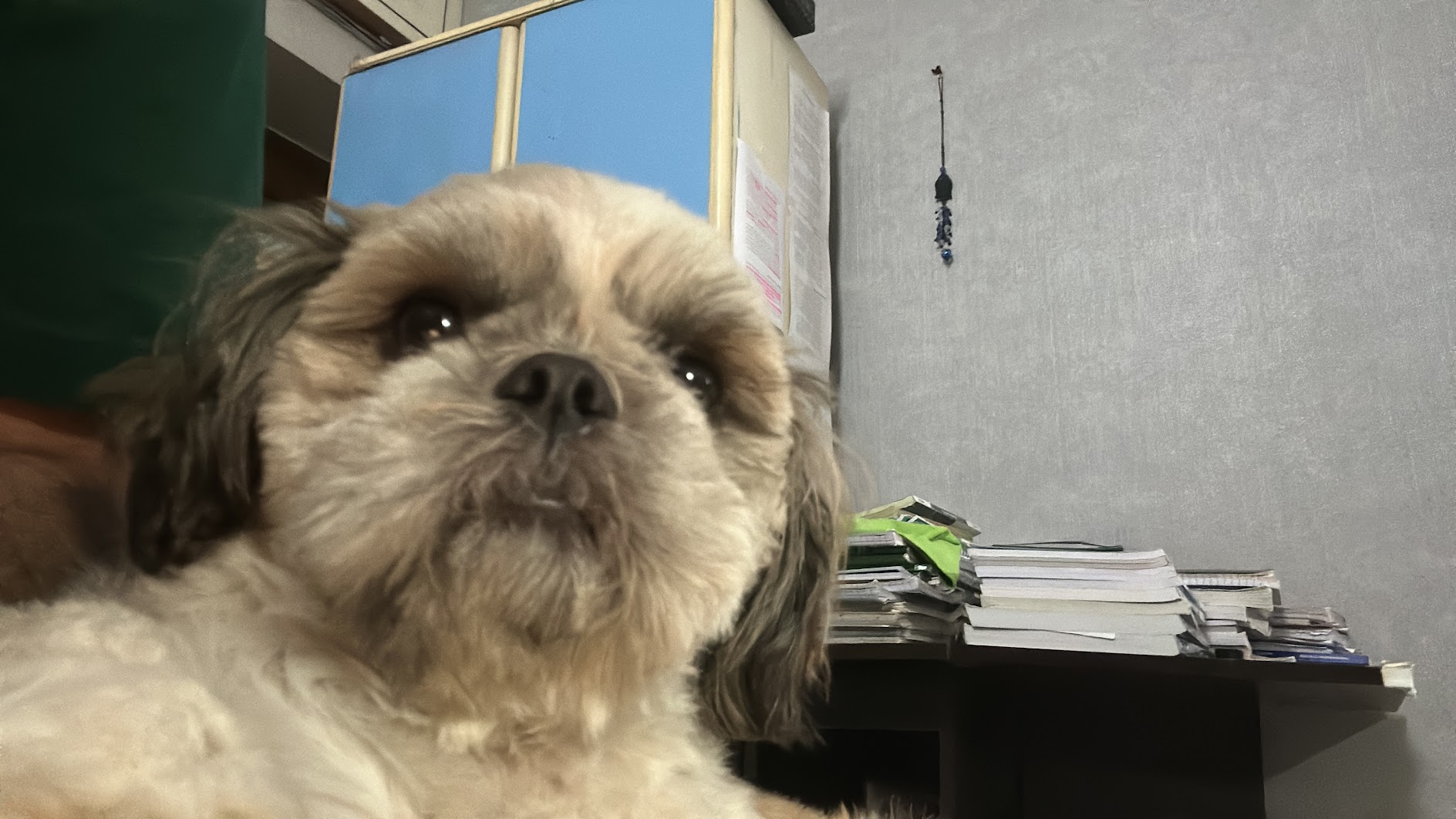 My Dog