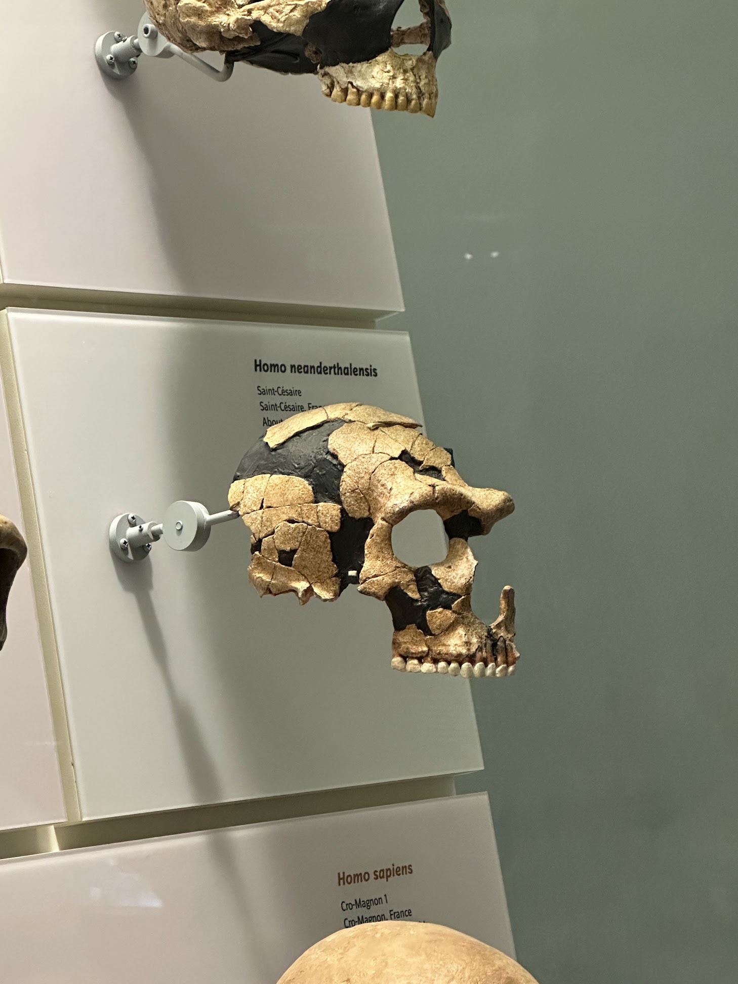 Neanderthal at Smithsonian